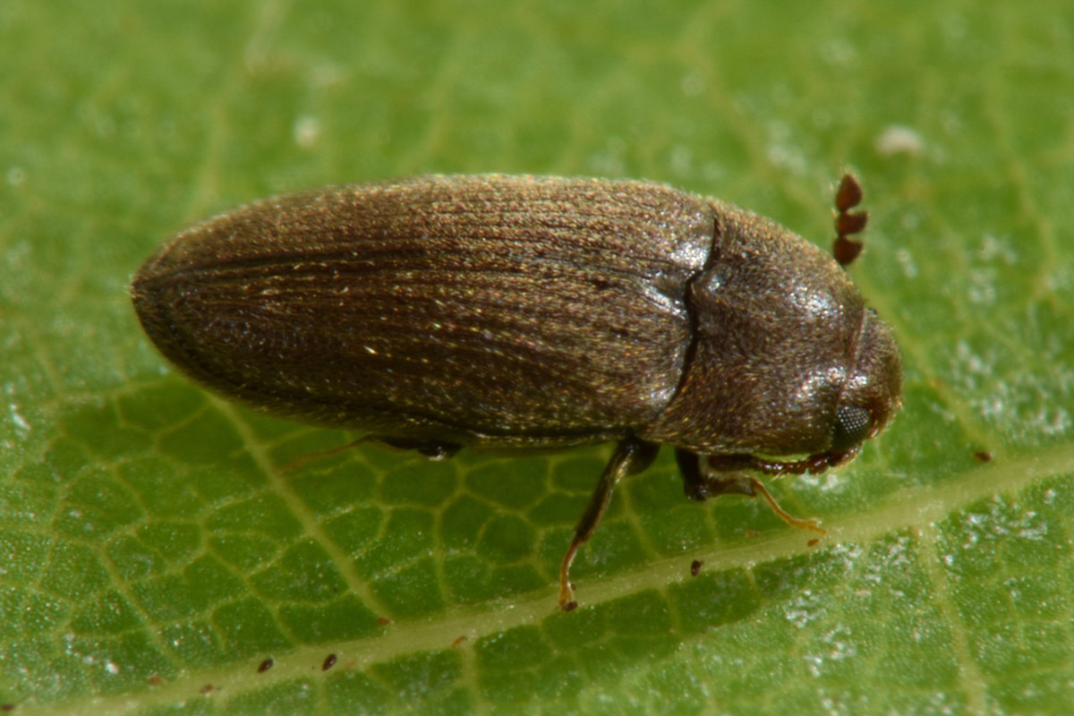 Throscidae: Aulonothroscus cfr. brevicollis